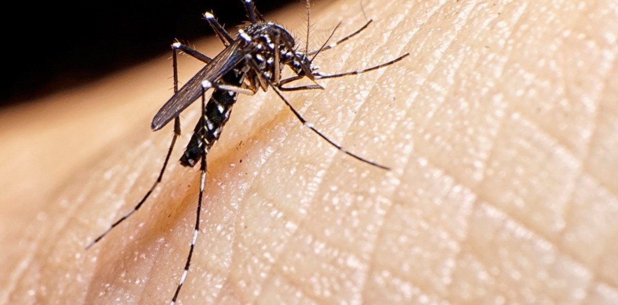 Lee más sobre el artículo Dengue: preocupación por el veloz aumento de casos en seis provincias