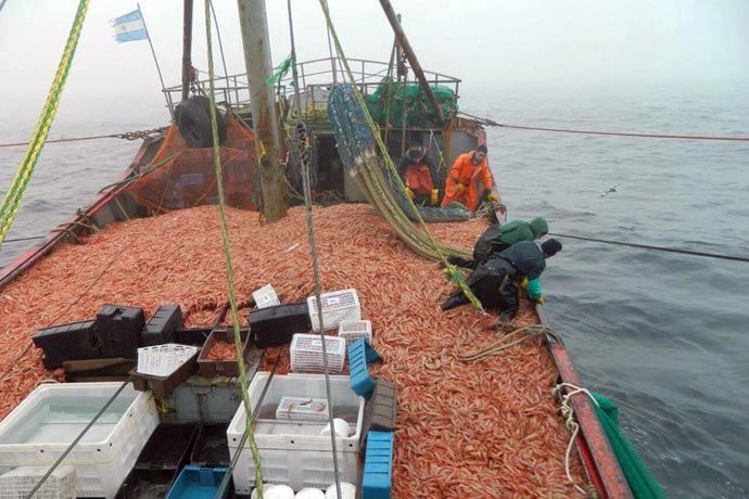 Lee más sobre el artículo Chubut: por un conflicto laboral se perdieron unas 340 toneladas de langostinos