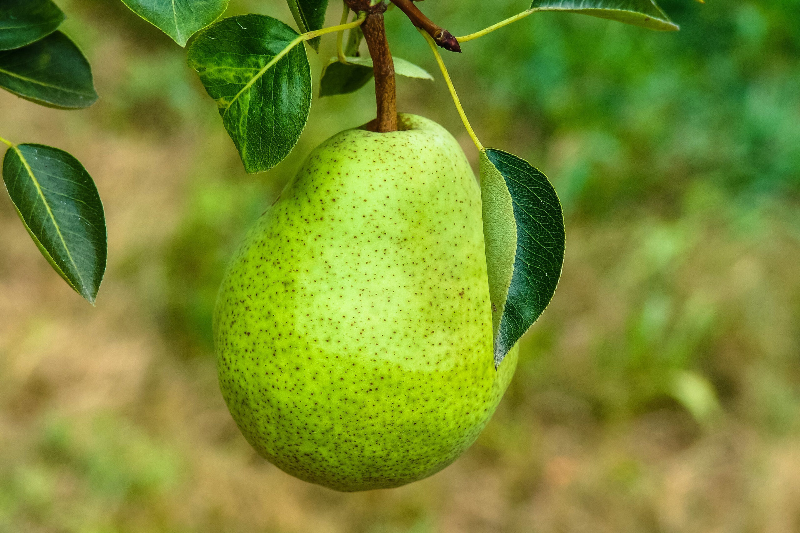 Lee más sobre el artículo Los Valles de Río Negro comienzan con la temporada de peras y manzanas
