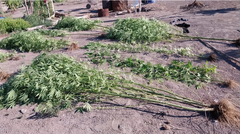 Policía secuestró plantas de marihuana y un arma tumbera en el Alto Valle