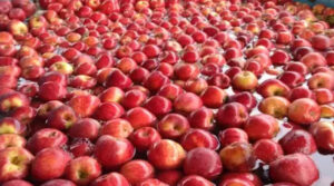 Lee más sobre el artículo La cosecha de manzanas promete calidad y recuperación tras años de desafíos