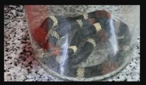 Lee más sobre el artículo Alerta por mordeduras de serpiente en la región