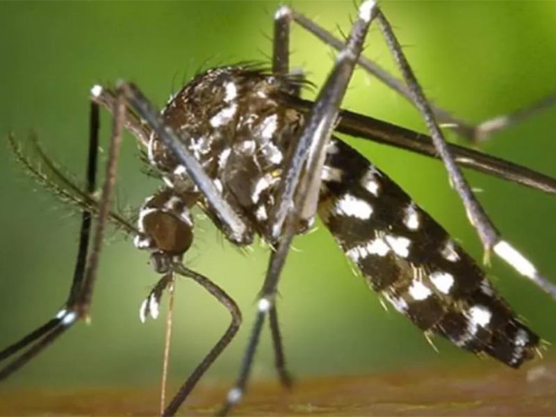 Dengue: no dejes que el mosquito se críe en tu casa