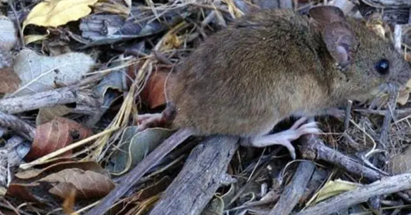 Lee más sobre el artículo Salud brinda recomendaciones para la prevención contra el Hantavirus