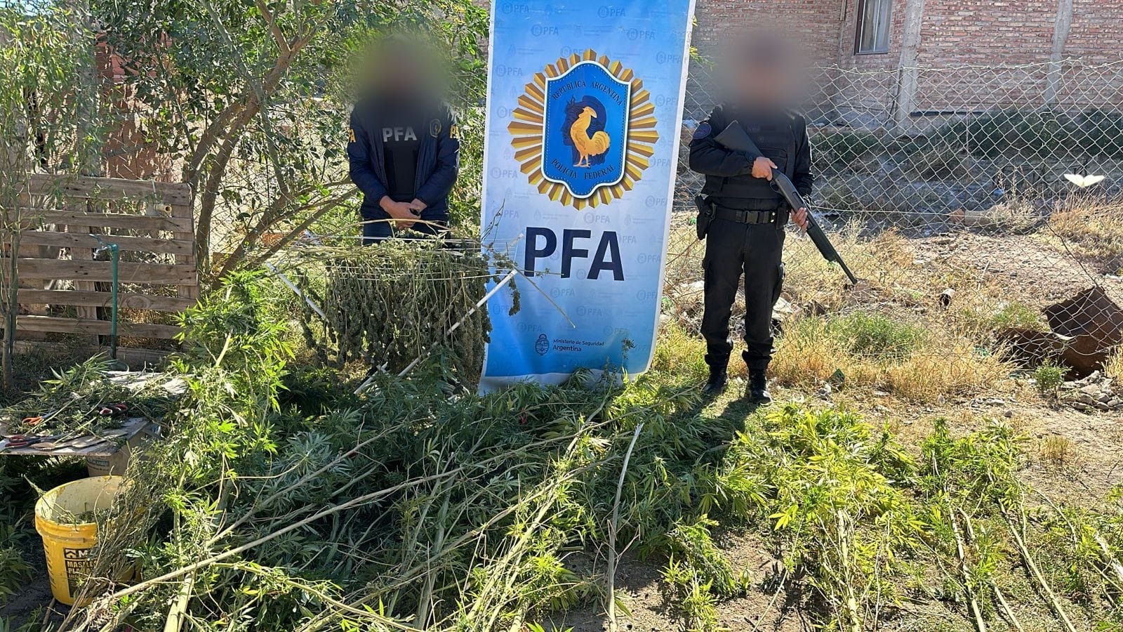 En este momento estás viendo Narcovivero: decomisaron plantas de marihuana en Roca