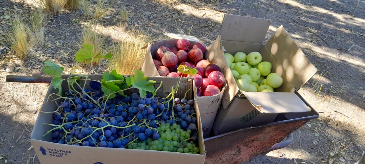 En este momento estás viendo Descubriendo los frutos de la Meseta: Viaje a Pailanu, un paraíso frutal a 100 km de Los Menucos