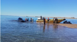 Lee más sobre el artículo Exitoso operativo de rescate de una ballena en Punta Villarino