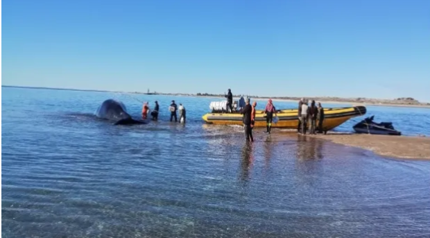 En este momento estás viendo Exitoso operativo de rescate de una ballena en Punta Villarino