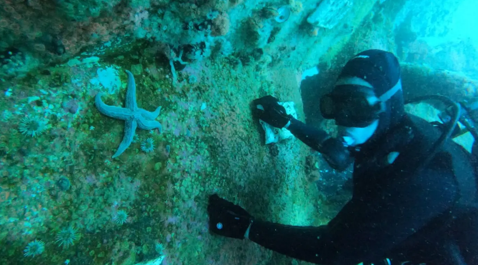 Buceo en las aguas del Golfo San Matías: una experiencia única