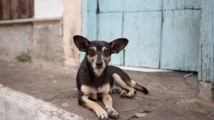 Lee más sobre el artículo Imputaron a un hombre por maltrato animal agravado en El Bolsón