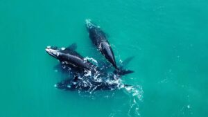 Lee más sobre el artículo Se puso en marcha la temporada alta de Avistaje de Ballenas