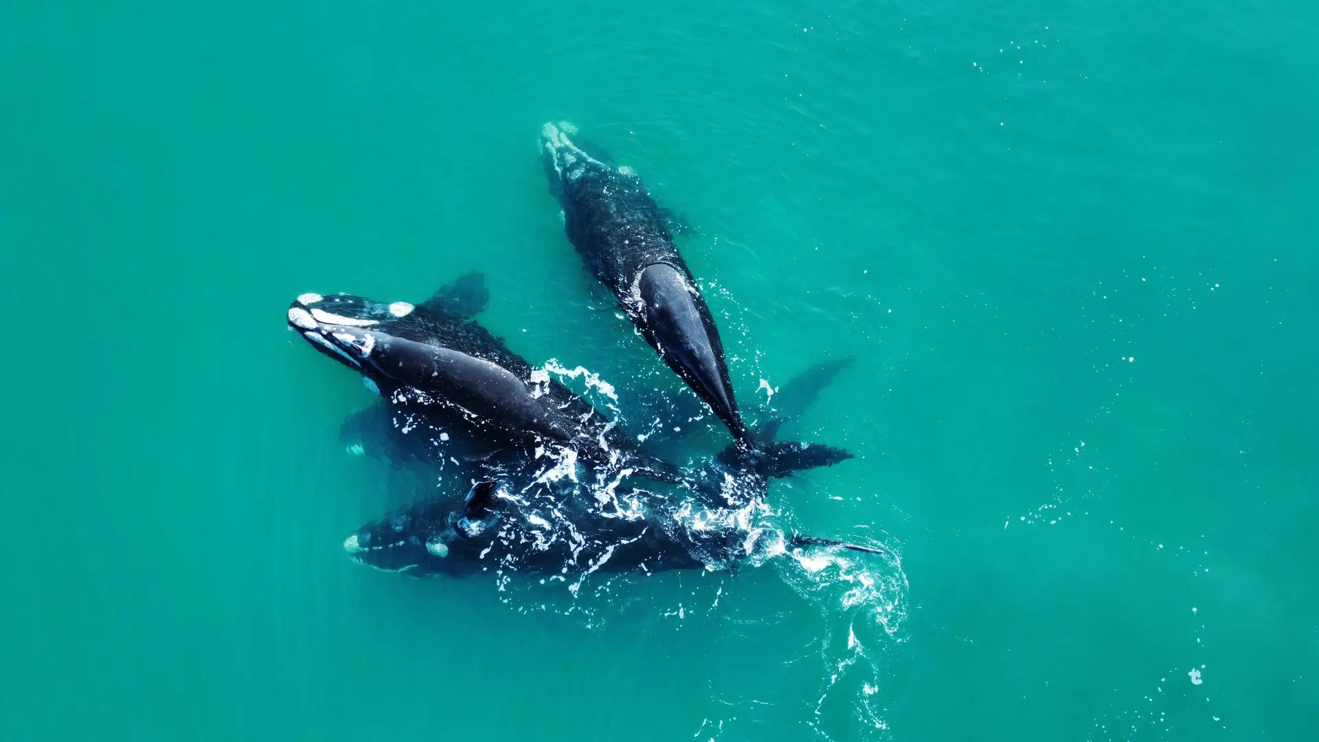 En este momento estás viendo Se puso en marcha la temporada alta de Avistaje de Ballenas