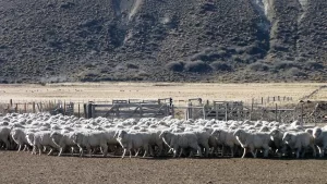 Lee más sobre el artículo Río Negro potencia la producción del sector ganadero ovino