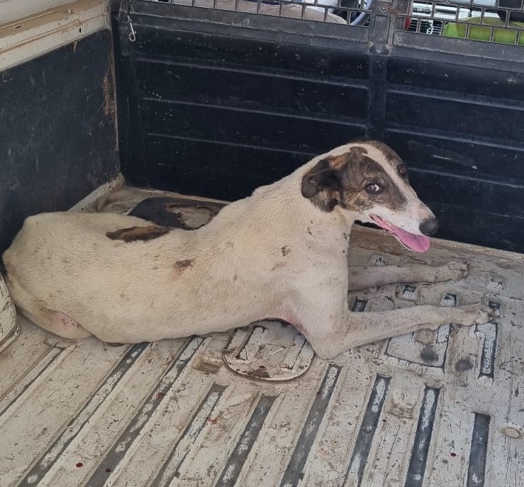 En este momento estás viendo Un perro que sufría maltrato fue rescatado por la Policía en Cipolletti