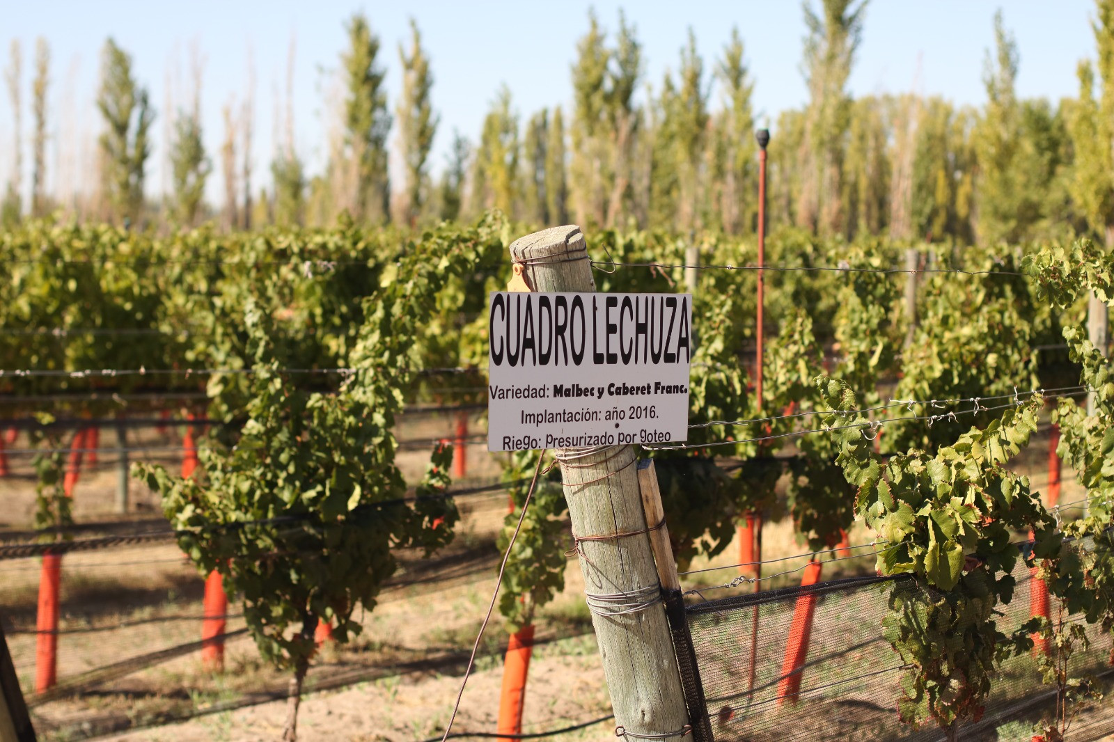 Lee más sobre el artículo Bodega rionegrina San Sebastián, medalla de oro en concurso nacional