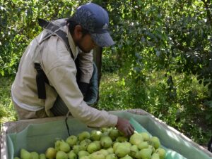 Lee más sobre el artículo Paritarias de la Fruta: «Necesitamos un salario que acompañe la inflación»