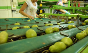 Lee más sobre el artículo Paritaria de la fruta: acuerdo entre la CAFI y el gremio del empaque