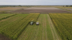 Lee más sobre el artículo La agricultura rionegrina generó U$S 150 millones en 2024