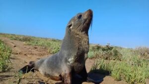 Lee más sobre el artículo Brindan recomendaciones para el cuidado de la fauna silvestre en Río Negro