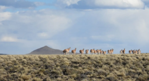 Lee más sobre el artículo Meseta de Somuncurá: encuentro para fortalecer la conservación del área