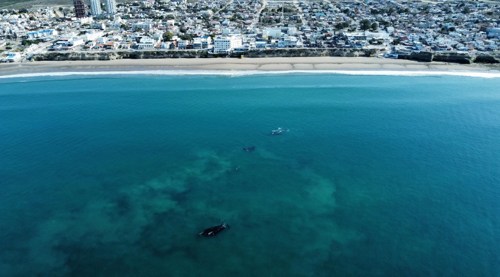 Analizan mejoras para la temporada de avistaje de ballenas 2025