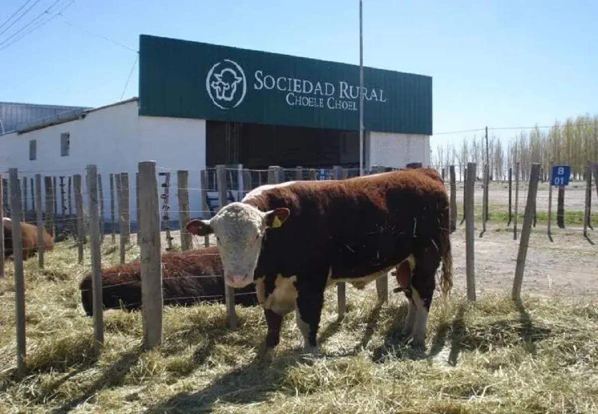 Lee más sobre el artículo Barrera sanitaria y malestar rural: se suspende la Fiesta del Ternero