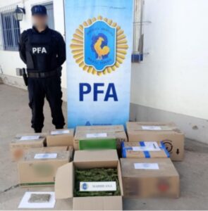 Lee más sobre el artículo Hallaron importante plantación de marihuana en Roca