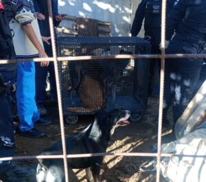 Lee más sobre el artículo Rescataron 30 perros tras un allanamiento por maltrato animal en el barrio CGT de Cipolletti
