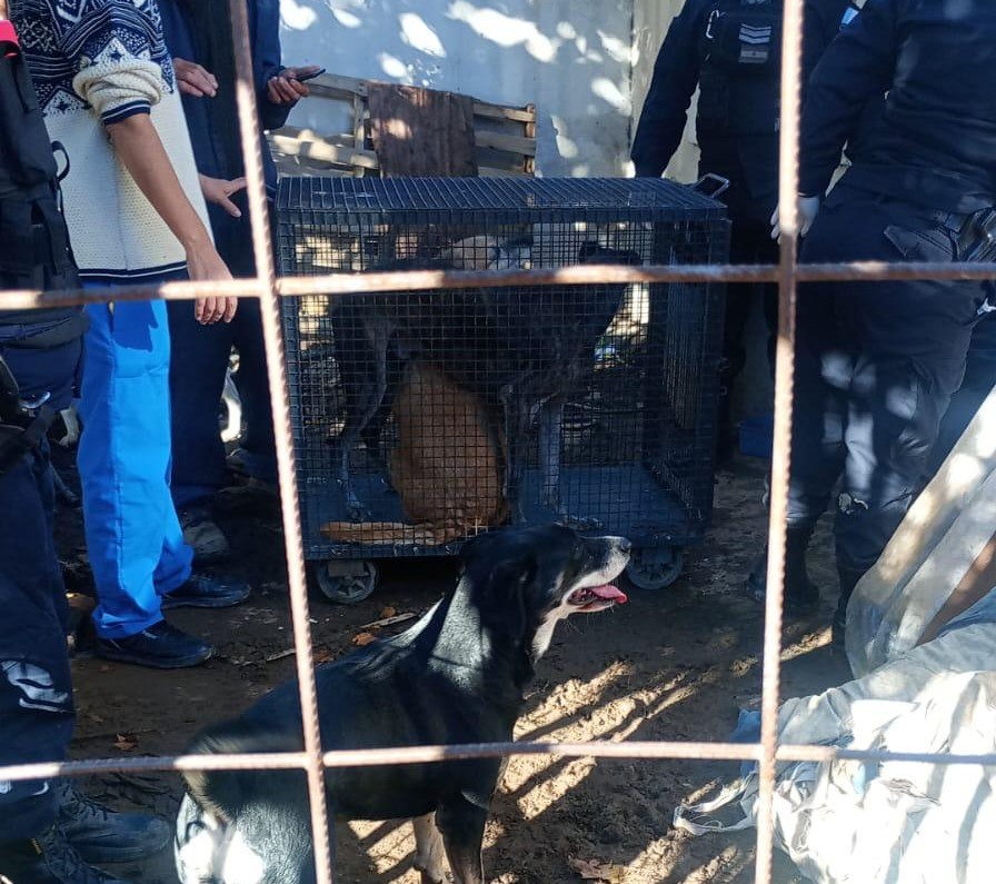 Lee más sobre el artículo Rescataron 30 perros tras un allanamiento por maltrato animal en el barrio CGT de Cipolletti