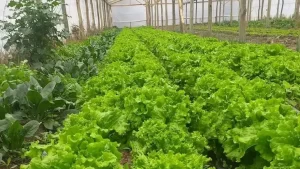 Lee más sobre el artículo Productores del Valle Medio abastecen comedores escolares de Cipolletti