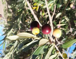 Lee más sobre el artículo Gastronomía, educación y territorio: se viene un encuentro innovador en Las Grutas y San Antonio Oeste