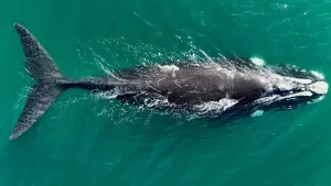 Lee más sobre el artículo Con la llegada de la primera ballena, Las Grutas da inicio a la temporada de avistaje