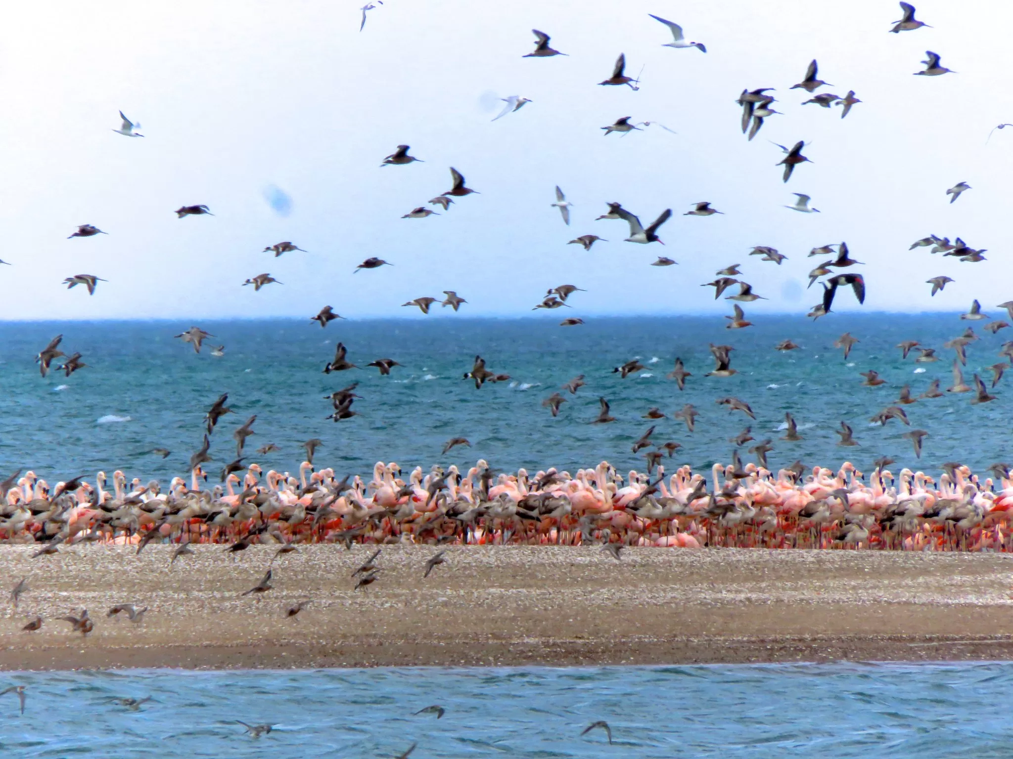 Lee más sobre el artículo Río Negro destaca la importancia de proteger a las aves migratorias