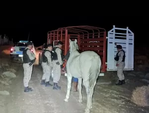 Lee más sobre el artículo El caballo más querido del Valle: apareció “Kelpie” y hubo reencuentro emotivo