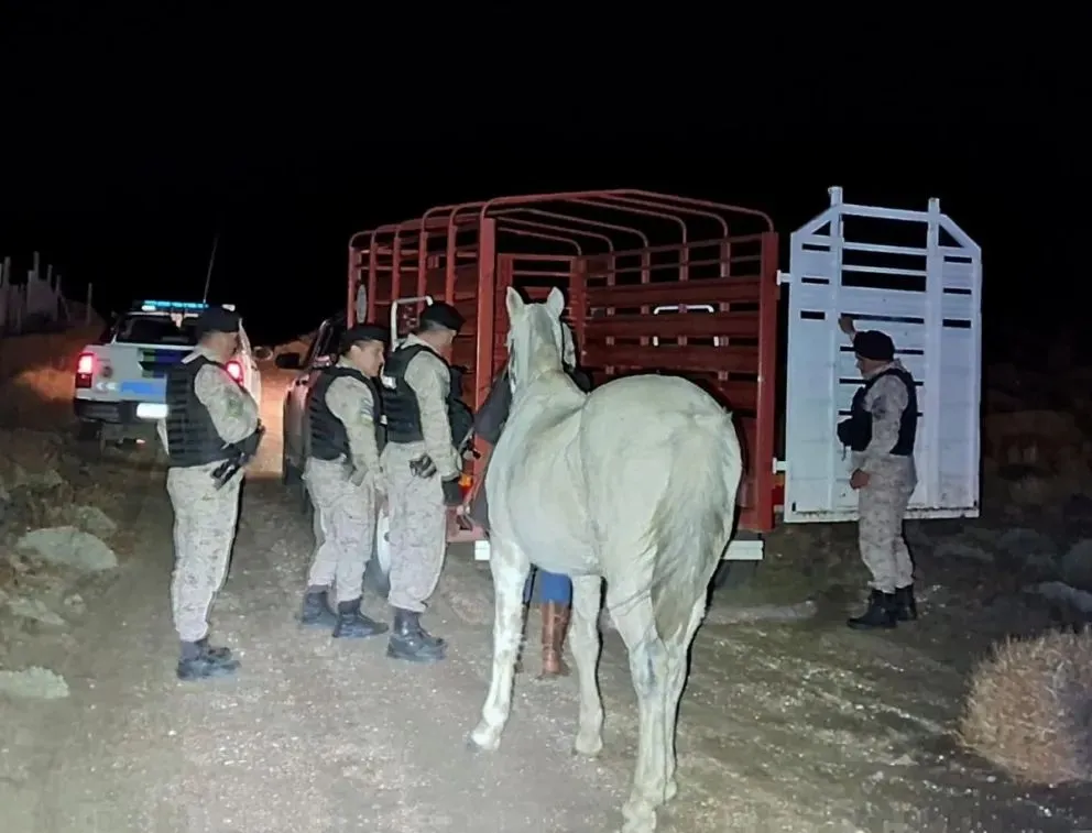 Lee más sobre el artículo El caballo más querido del Valle: apareció “Kelpie” y hubo reencuentro emotivo