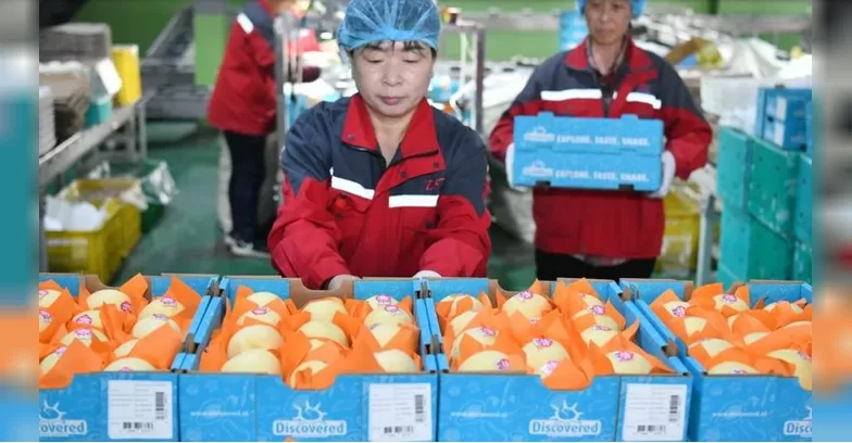 Lee más sobre el artículo China anunció que comenzó a exportar peras a la Argentina