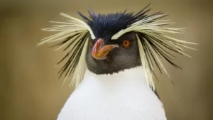 Lee más sobre el artículo Nueva especie de pingüino registrada en Las Grutas para Argentina