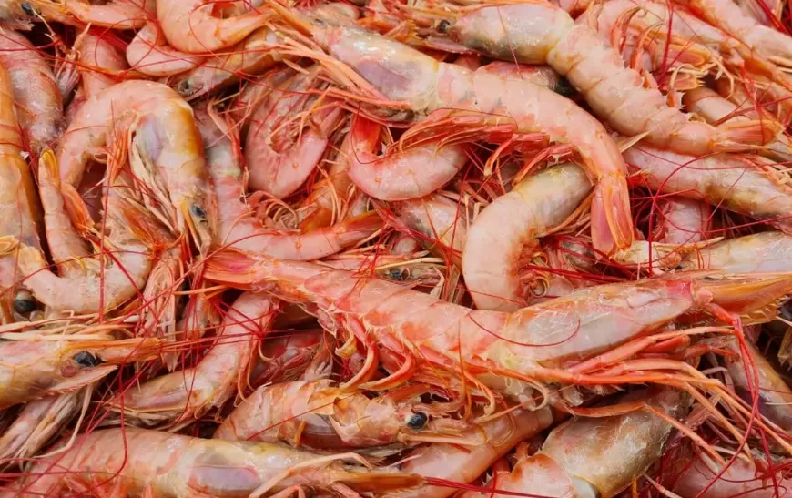 Lee más sobre el artículo Más langostinos para Río Negro: impulso a la producción local