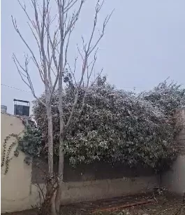 En este momento estás viendo Una tenue nevada sorprendió a Cipolletti en la madrugada del sábado