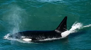 Lee más sobre el artículo Orcas Patagonia Norte: la muestra que revela la vida marina en Bermeja