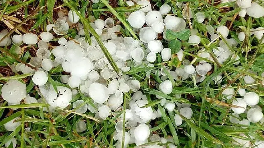 Lee más sobre el artículo Río Negro efectiviza mañana el pago del Ente de Granizo en una sola cuota