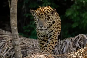 Lee más sobre el artículo Nació el primer yaguareté silvestre en décadas en El Impenetrable