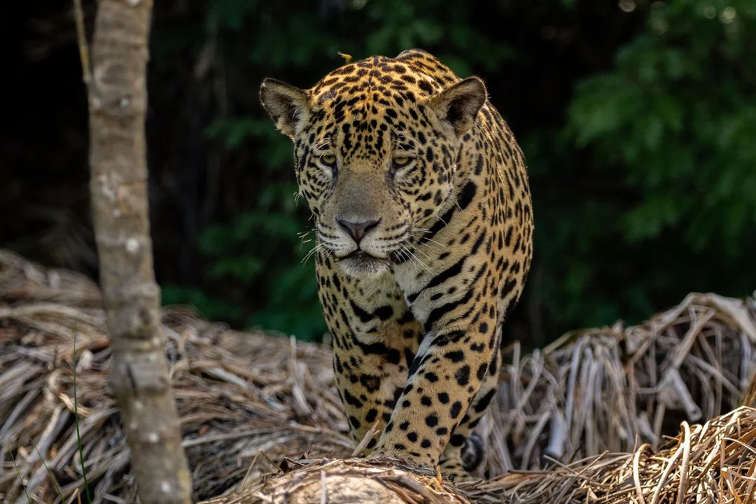 Lee más sobre el artículo Nació el primer yaguareté silvestre en décadas en El Impenetrable