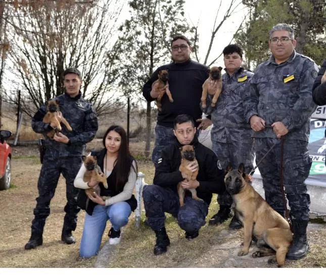 Lee más sobre el artículo La Policía de Río Negro presentó nuevos cachorros para la División de Canes en Cipolletti