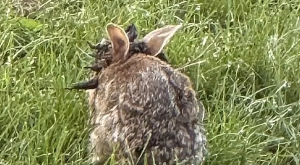 Lee más sobre el artículo Extraños “tentáculos” en la cabeza de conejos generan alerta en Colorado, EEUU