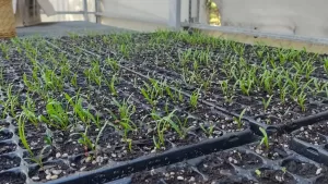 Lee más sobre el artículo Invernaderos: se armaron más de 4.500 plantines para la Región Sur