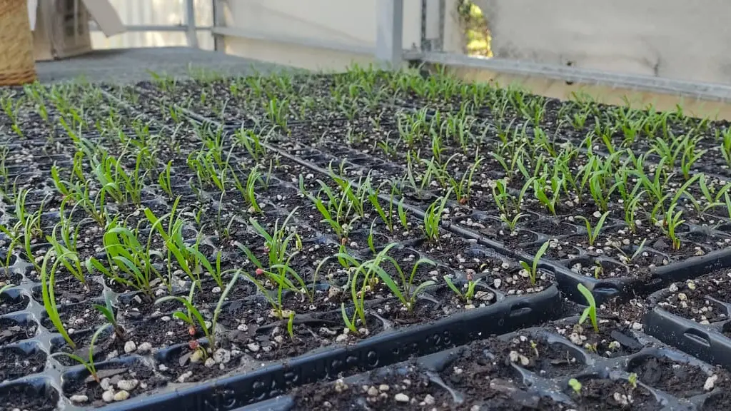 En este momento estás viendo Invernaderos: se armaron más de 4.500 plantines para la Región Sur