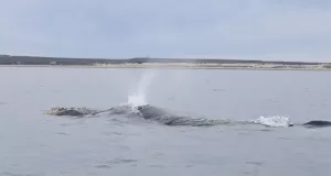 Lee más sobre el artículo Se inauguró la temporada 2025 de avistaje de fauna marina en el Golfo San Matías