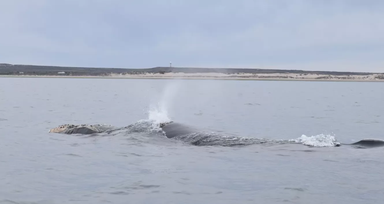 En este momento estás viendo Se inauguró la temporada 2025 de avistaje de fauna marina en el Golfo San Matías
