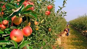 Lee más sobre el artículo Costos en la producción: chacareros se reúnen mañana con la CAFI